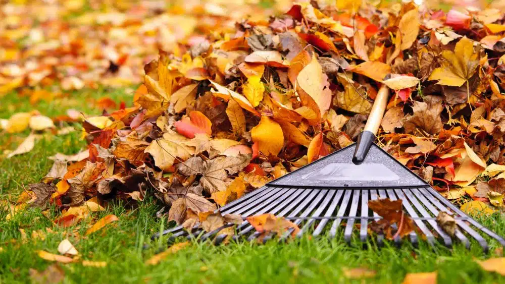 Garden rake on top of a pile of autumn leaves.