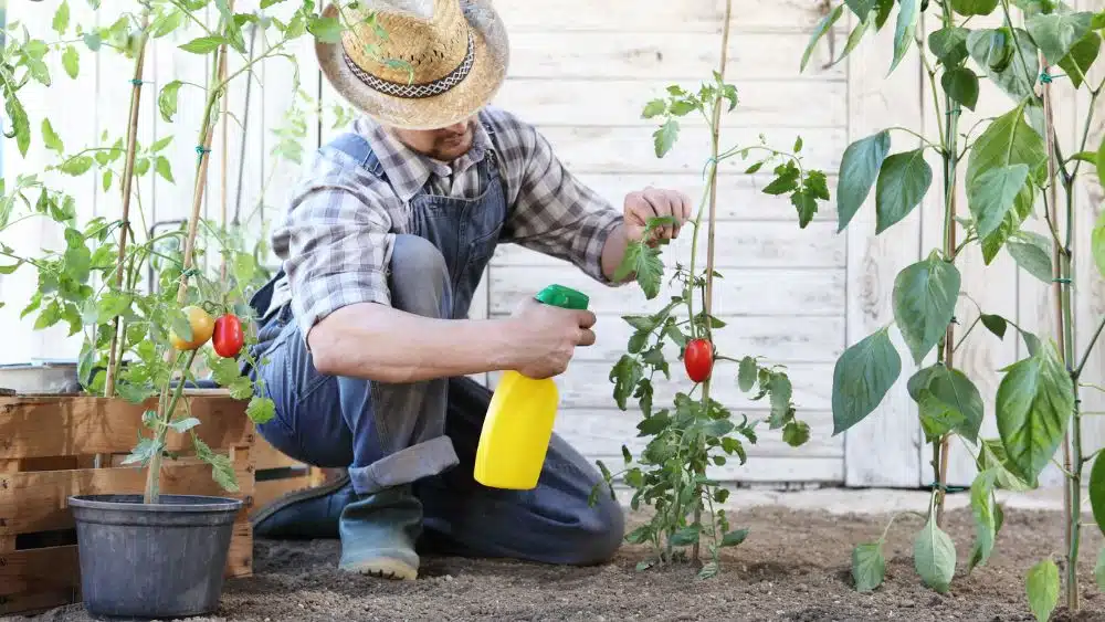 Person spraying something from a yellow bottle onto the leaves of a tomato plant.