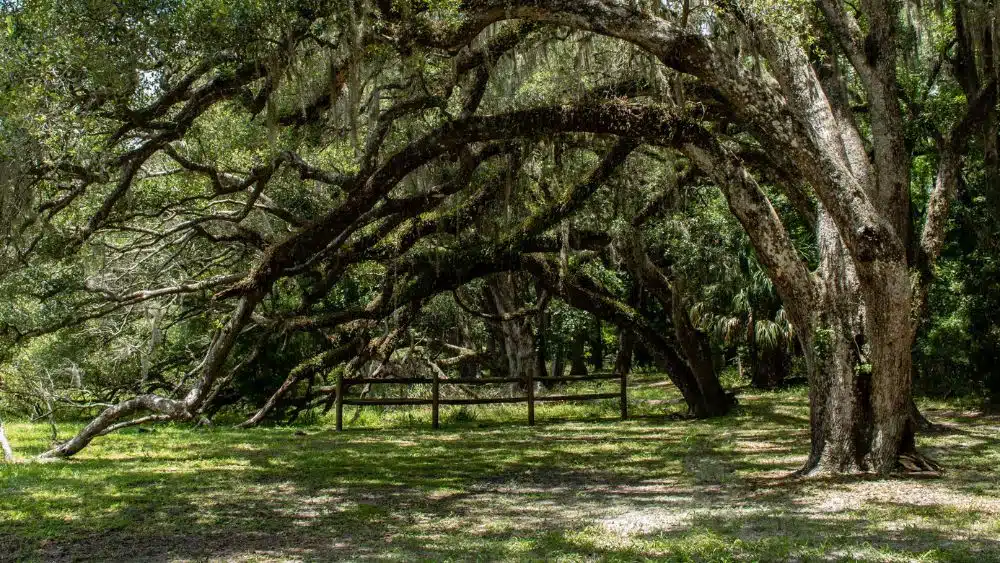 Oak trees with branches that bend to touch the ground, covered in Spanish moss.