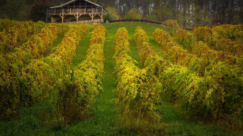 A winery in Bluefield, WV