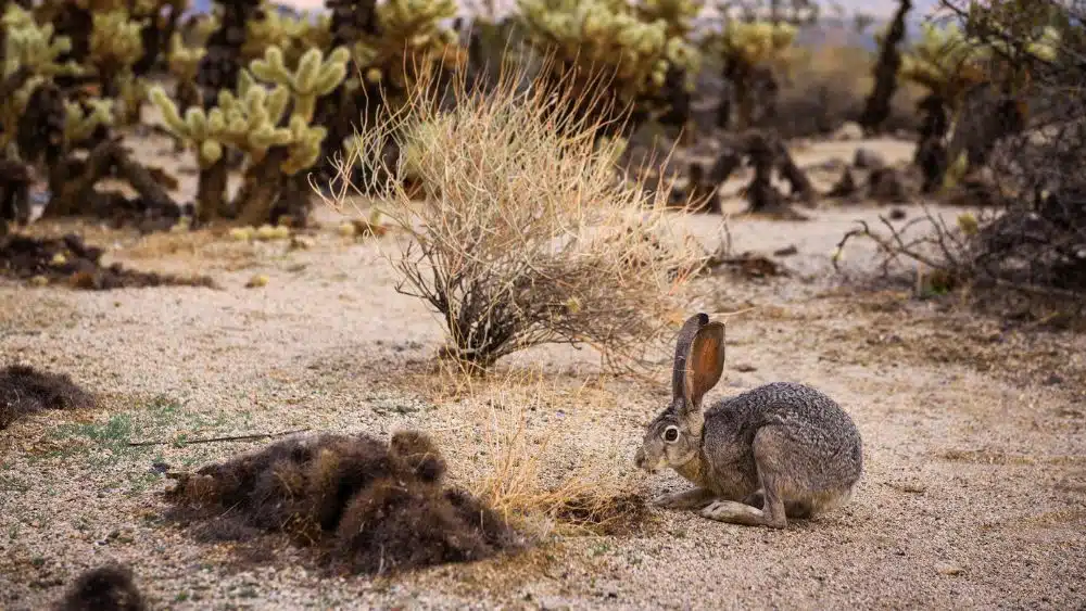 A small brown rabbit in the desert.