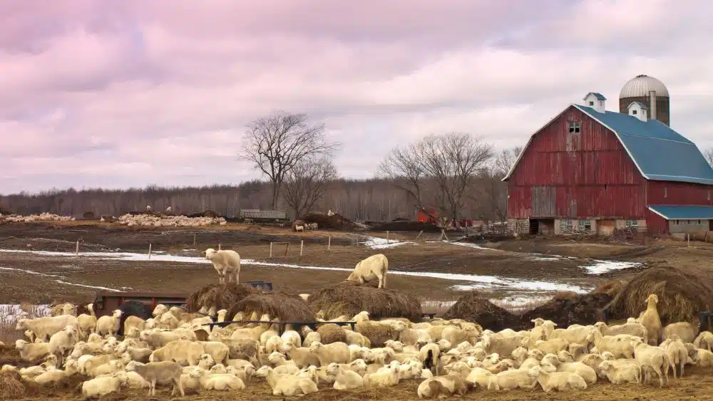 Sheep farm showing sheep grazing on hay. A large red barn is in the background.