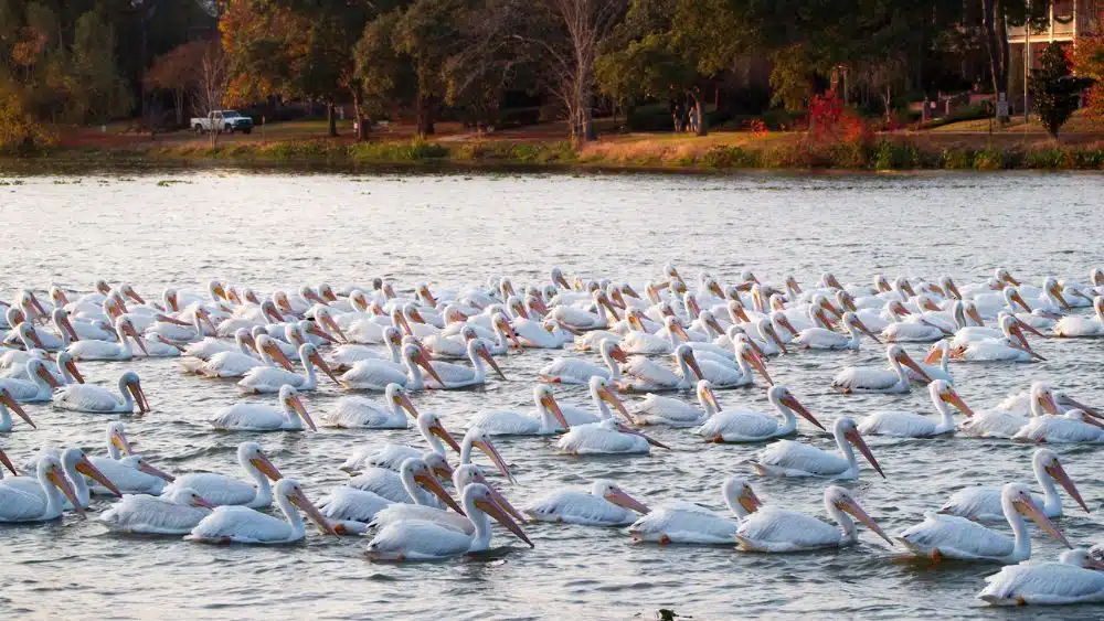 white pelicans in the river by LSU