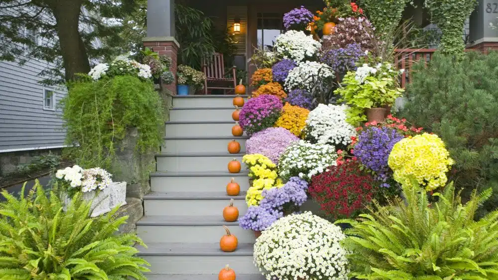 A porch during the fall with pumpkins and chrysanthemums 