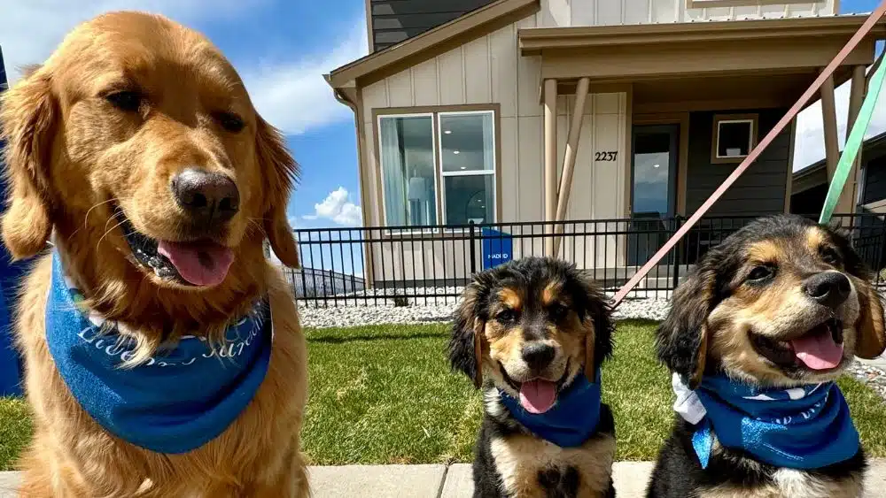 three dogs taking a walk in a new home community